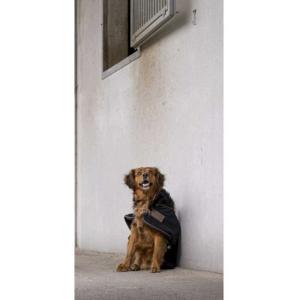 Diego & Louna Teddy Nylon Dog Jacket Oro 56 cm