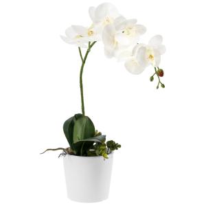 Orchidea finta Anam .